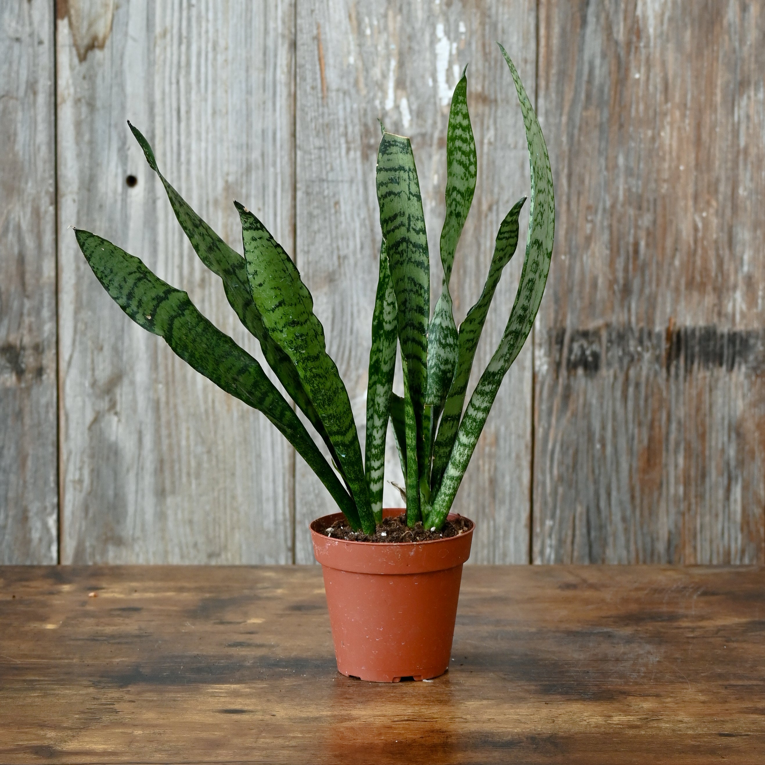 sansevieria trifasciata zeylanica Sansevieria 'Zeylanica': Low-Maintenance Snake Plant – Wasson Nursery