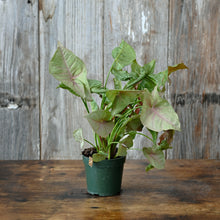 Load image into Gallery viewer, Syngonium 'Neon Pink'