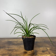 Load image into Gallery viewer, Agave Geminifolia