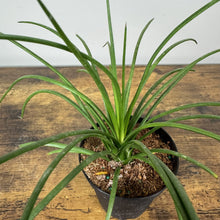 Load image into Gallery viewer, Agave Geminifolia