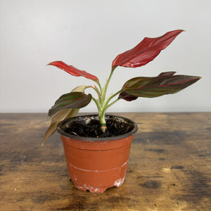 aglaonema red vein Aglaonema 'Red Vein' Chinese Evergreen – Wasson Nursery
