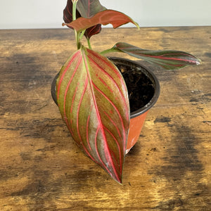 Aglaonema 'Red Vein' Chinese Evergreen – Wasson Nursery