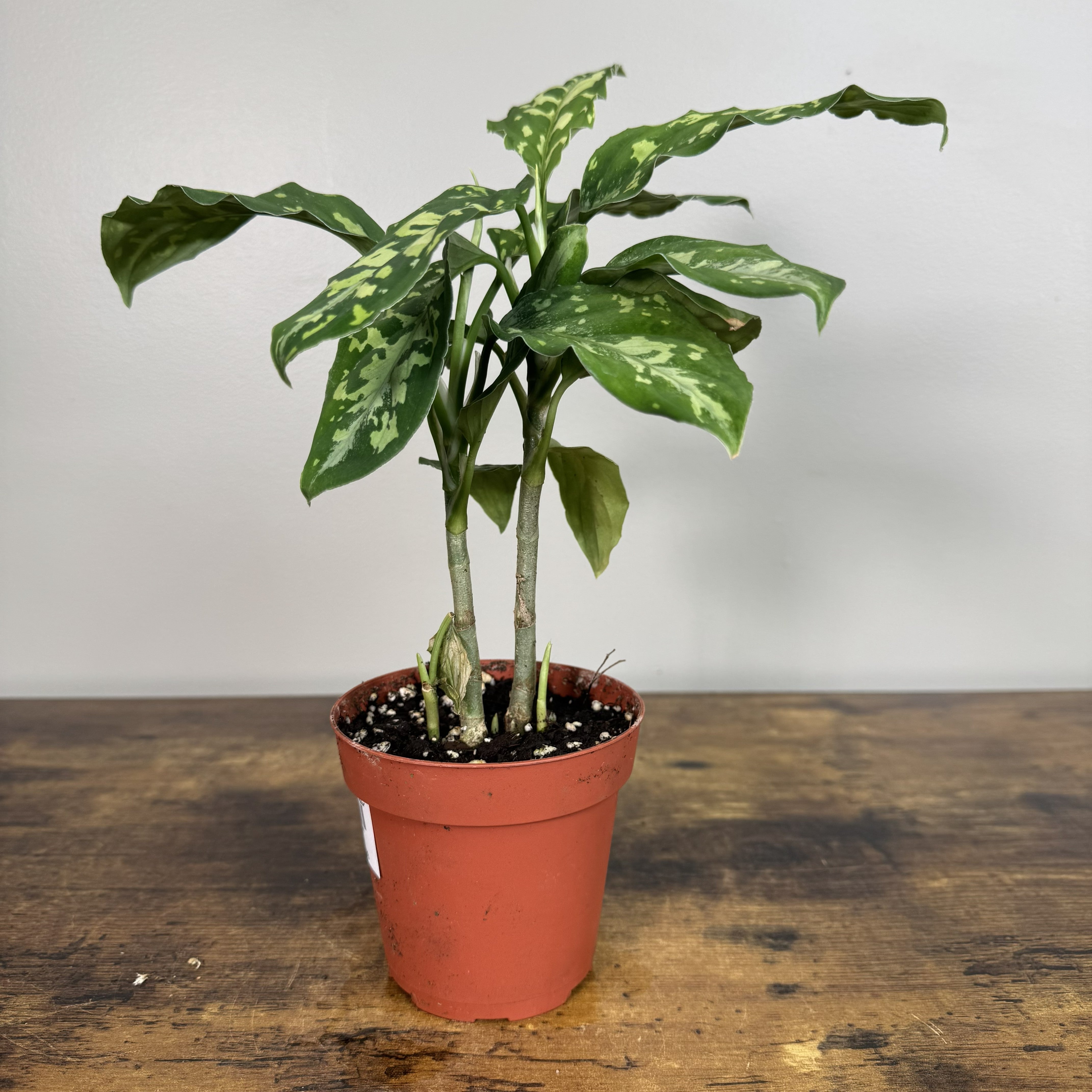 Aglaonema pictum 'Tricolor' - Variegated Houseplant – Wasson Nursery