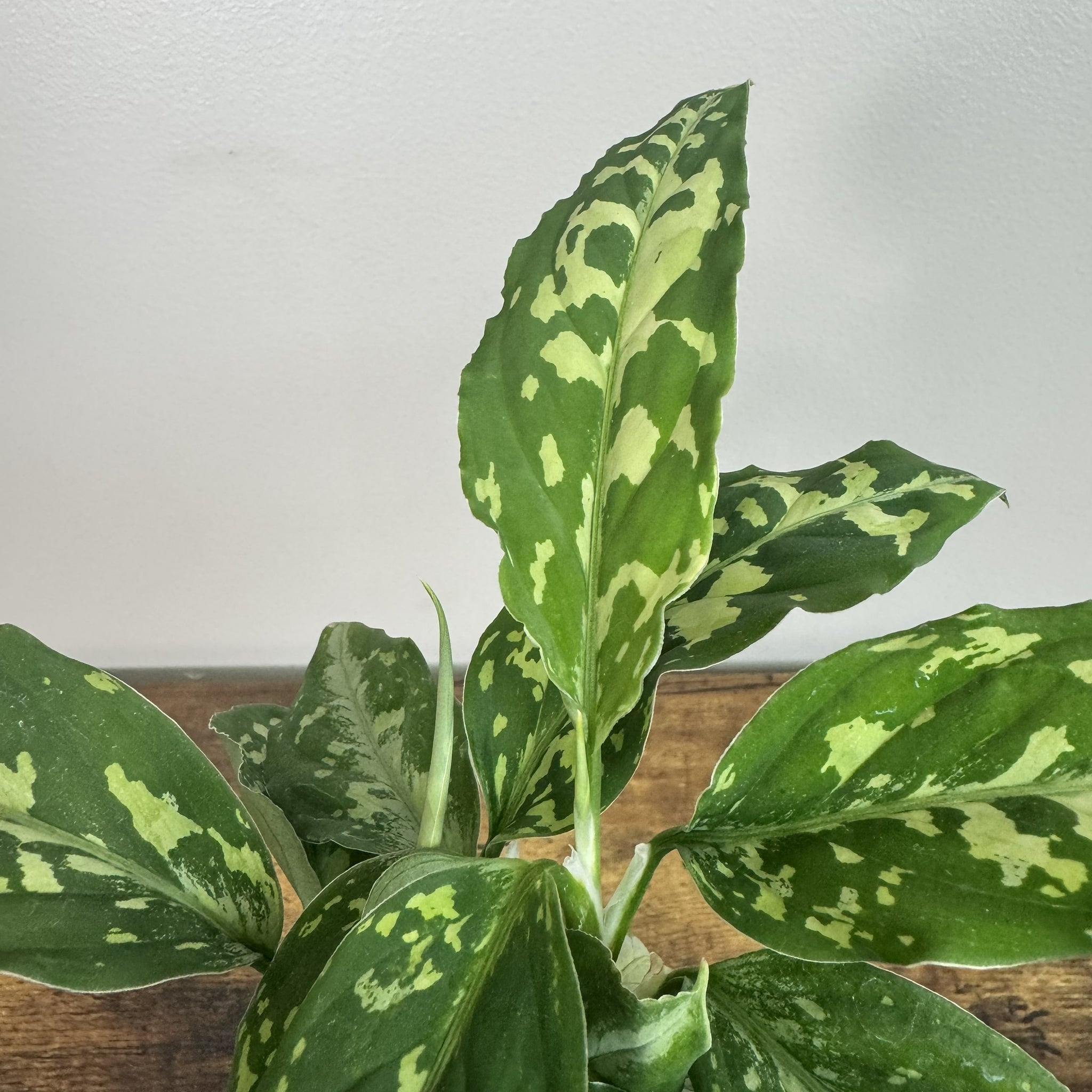 Aglaonema pictum 'Tricolor' - Variegated Houseplant – Wasson Nursery