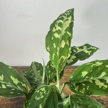 Load image into Gallery viewer, Aglaonema pictum Tricolor houseplant with variegated green and yellow patterned leaves in wooden planter