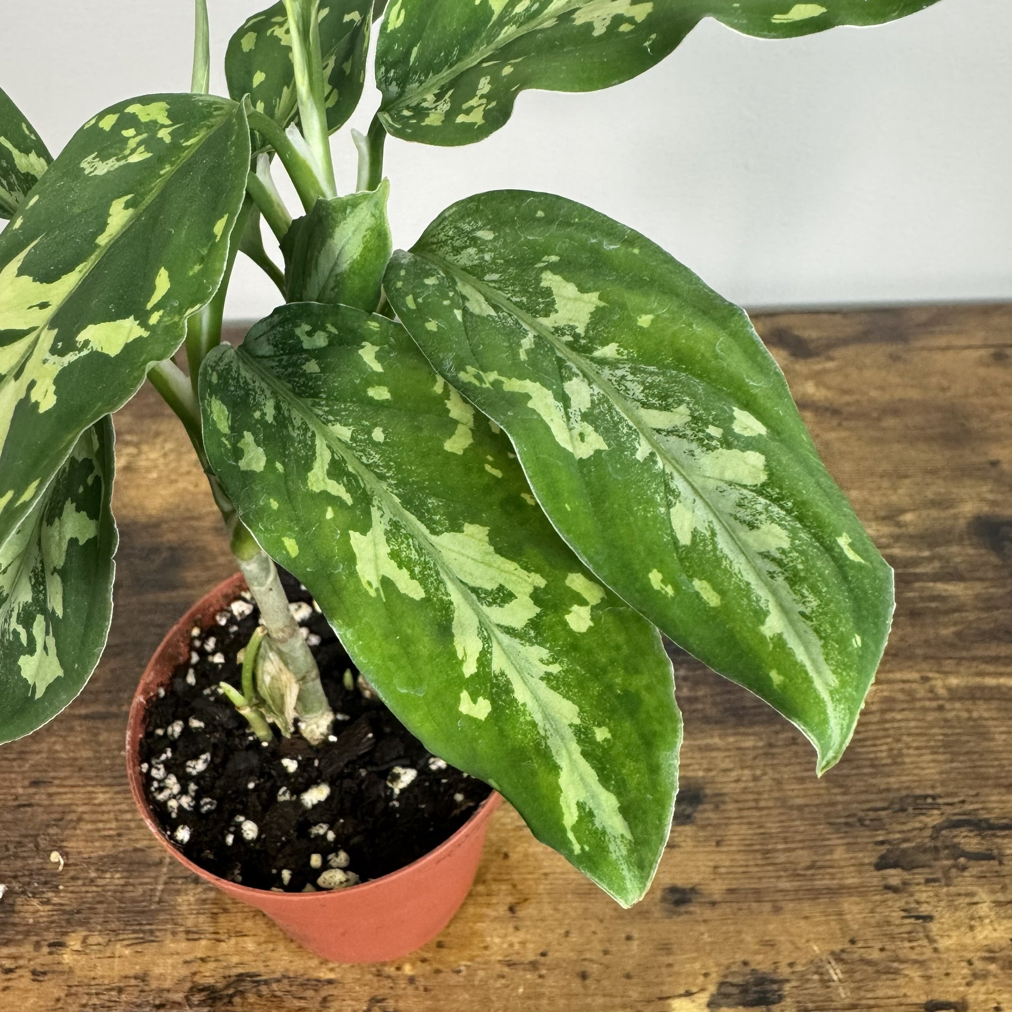 Aglaonema pictum 'Tricolor' - Variegated Houseplant – Wasson Nursery
