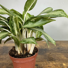 Load image into Gallery viewer, Aglaonema 'White Rain'