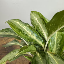 Load image into Gallery viewer, Aglaonema 'White Rain'
