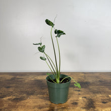 Load image into Gallery viewer, Alocasia 'Teletubbie' tropical plant in green pot with heart-shaped leaves and long stems