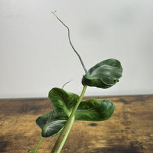 Load image into Gallery viewer, Alocasia Teletubbie plant with thick green wavy leaves and climbing tendril on wooden surface