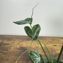 Load image into Gallery viewer, Alocasia Teletubbie plant with heart-shaped green leaves and long curly tendrils in pot