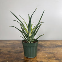 Load image into Gallery viewer, Aloe 'Solar Flare'