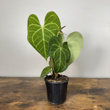 Load image into Gallery viewer, Anthurium Clarinervium tropical houseplant with distinctive heart-shaped leaves and white veining in black pot