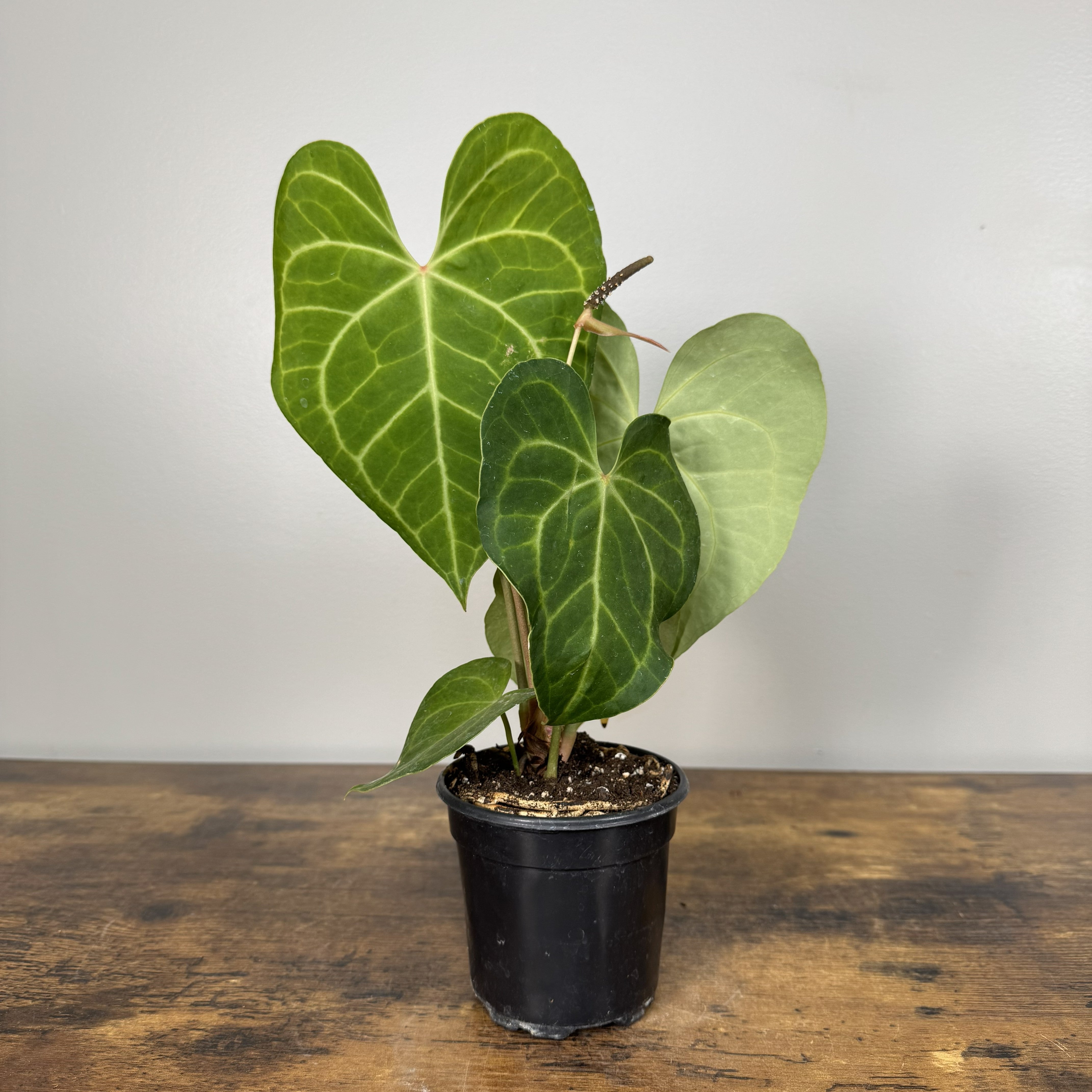 その他観葉植物 Anthurium Clarinervium 001 Anthurium Clarinervium - Velvet Heart-Leaf Statement Plant