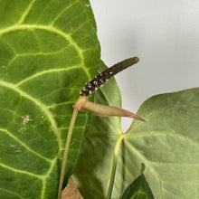 Load image into Gallery viewer, Anthurium Clarinervium plant with distinctive heart-shaped green leaves featuring prominent white veining