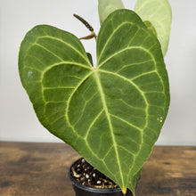 Load image into Gallery viewer, Anthurium Clarinervium tropical houseplant with distinctive heart-shaped leaves and prominent white veining in black pot