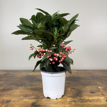 Load image into Gallery viewer, Ardisia crenata coral berry plant in white pot with pink berries and green leaves