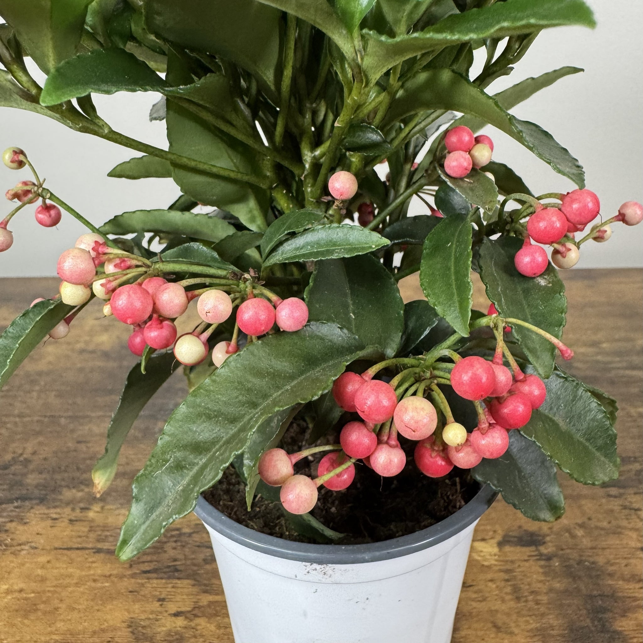 Load image into Gallery viewer, Ardisia crenata coral berry plant in white pot with bright pink berries and green serrated leaves