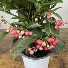 Load image into Gallery viewer, Ardisia crenata coral berry plant in white pot with bright pink berries and green serrated leaves