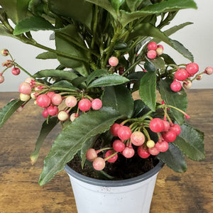 Ardisia 'crenata' Coral Berry
