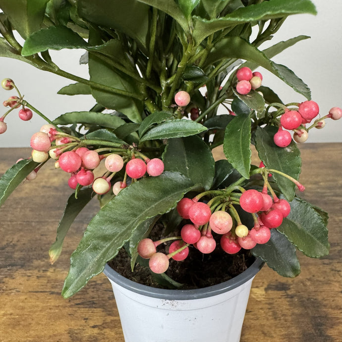Ardisia crenata coral berry plant in white pot with bright pink berries and green serrated leaves