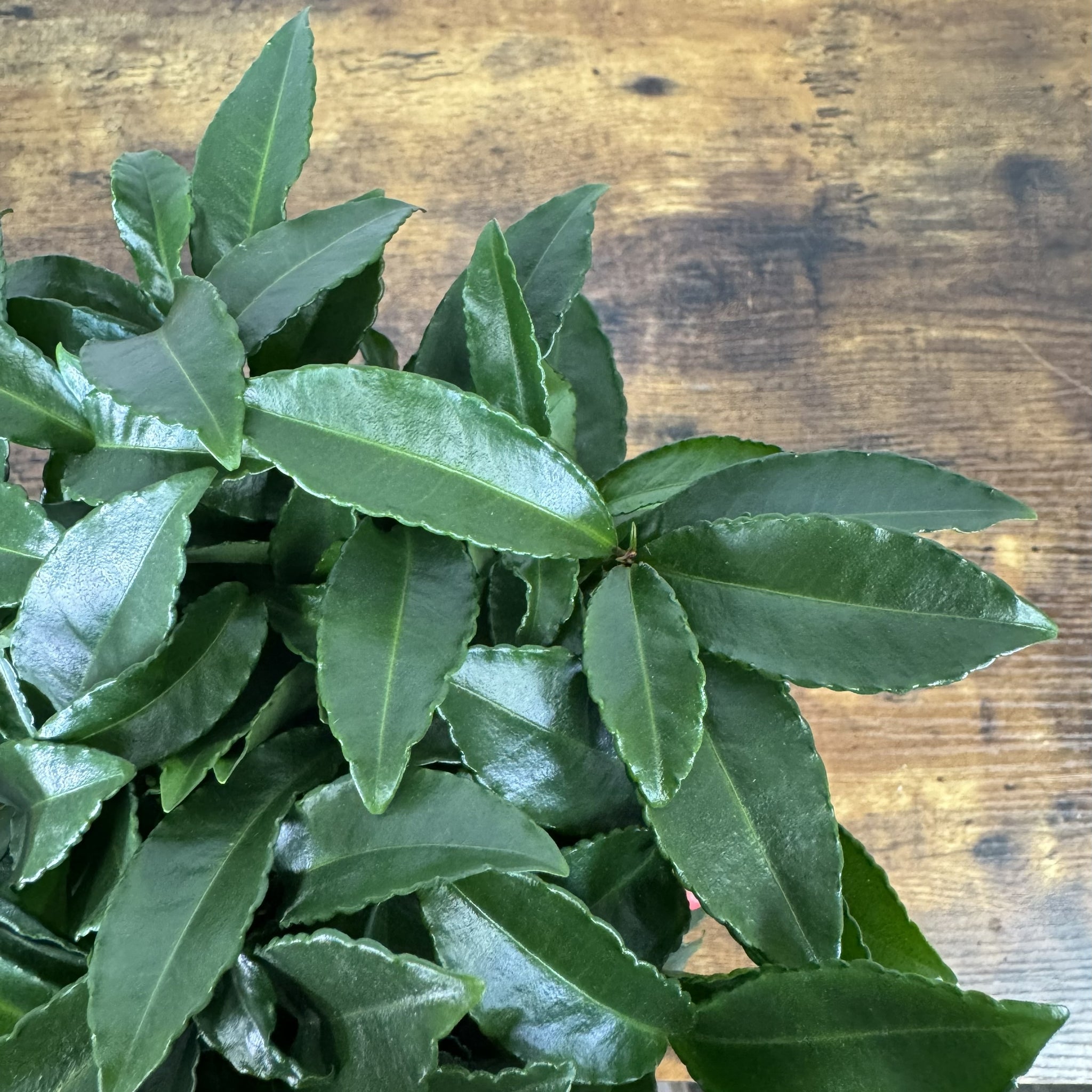 Load image into Gallery viewer, Fresh green Ardisia crenata coral berry plant with serrated leaves on wooden surface