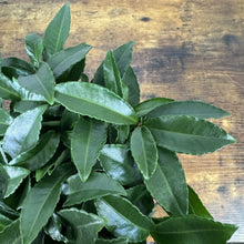 Load image into Gallery viewer, Fresh green Ardisia crenata coral berry plant with serrated leaves on wooden surface