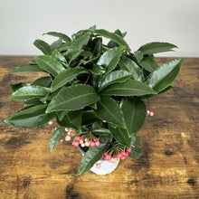 Load image into Gallery viewer, Ardisia crenata coral berry plant with glossy green leaves and pink-red berries in white pot