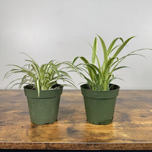 Load image into Gallery viewer, Chlorophytum Assorted Spider Plant
