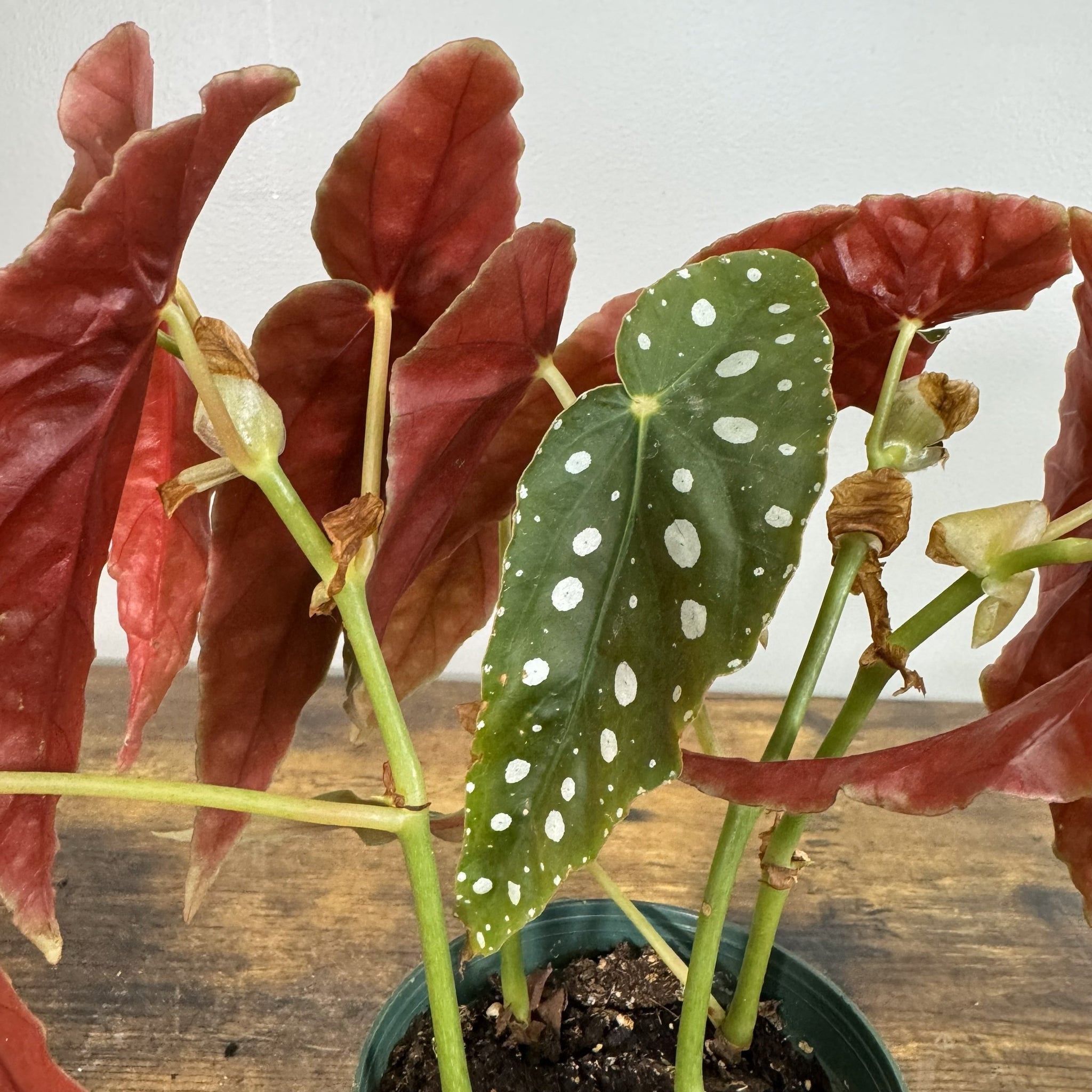 indoor spotted leaf plant Begonia Maculata 'Polka Dot'
