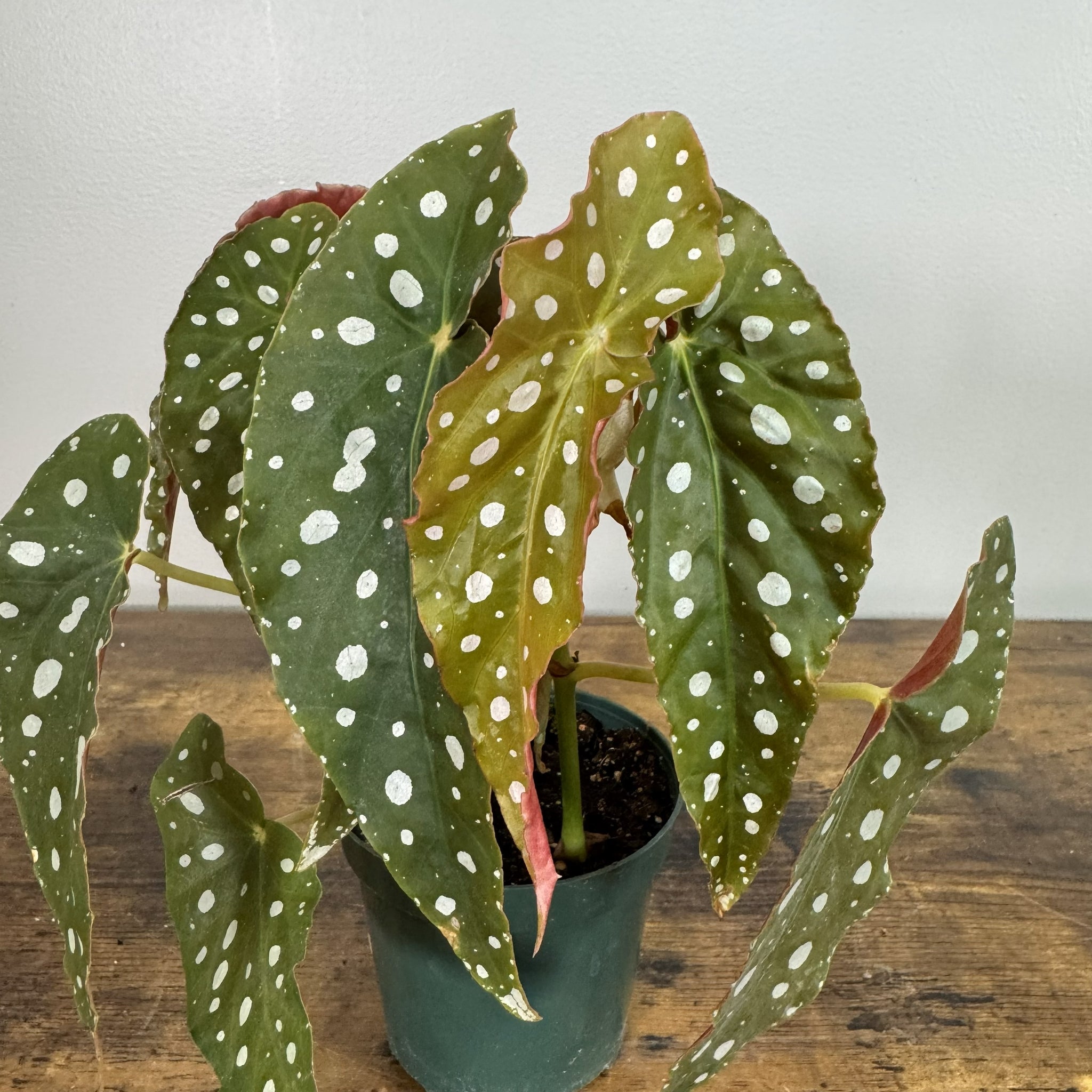 house plants with polka dot leaves Begonia Maculata 'Polka Dot'