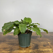 Load image into Gallery viewer, Calathea 'Musaica'