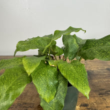 Load image into Gallery viewer, Calathea 'Musaica'