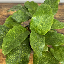 Load image into Gallery viewer, Calathea 'Musaica'