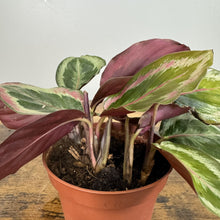 Load image into Gallery viewer, Calathea Shine Star plant with variegated green and pink striped leaves in terracotta pot