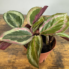 Load image into Gallery viewer, Calathea 'Shine Star' houseplant with variegated green, pink and cream leaves in terracotta pot