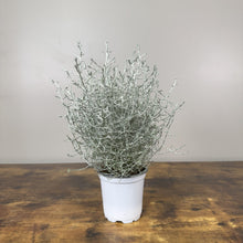 Load image into Gallery viewer, Calocephalus plant with silvery-white foliage in white pot on wooden surface