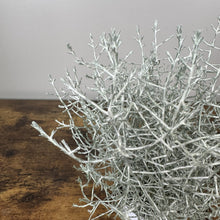 Load image into Gallery viewer, Silver-white Calocephalus plant with delicate branching stems on wooden surface