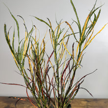 Load image into Gallery viewer, Croton Picasso Paintbrush plant with colorful striped leaves in green, yellow, red and burgundy