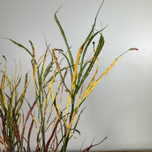 Load image into Gallery viewer, Croton Picasso Paintbrush plant with colorful narrow leaves in green, yellow, and red