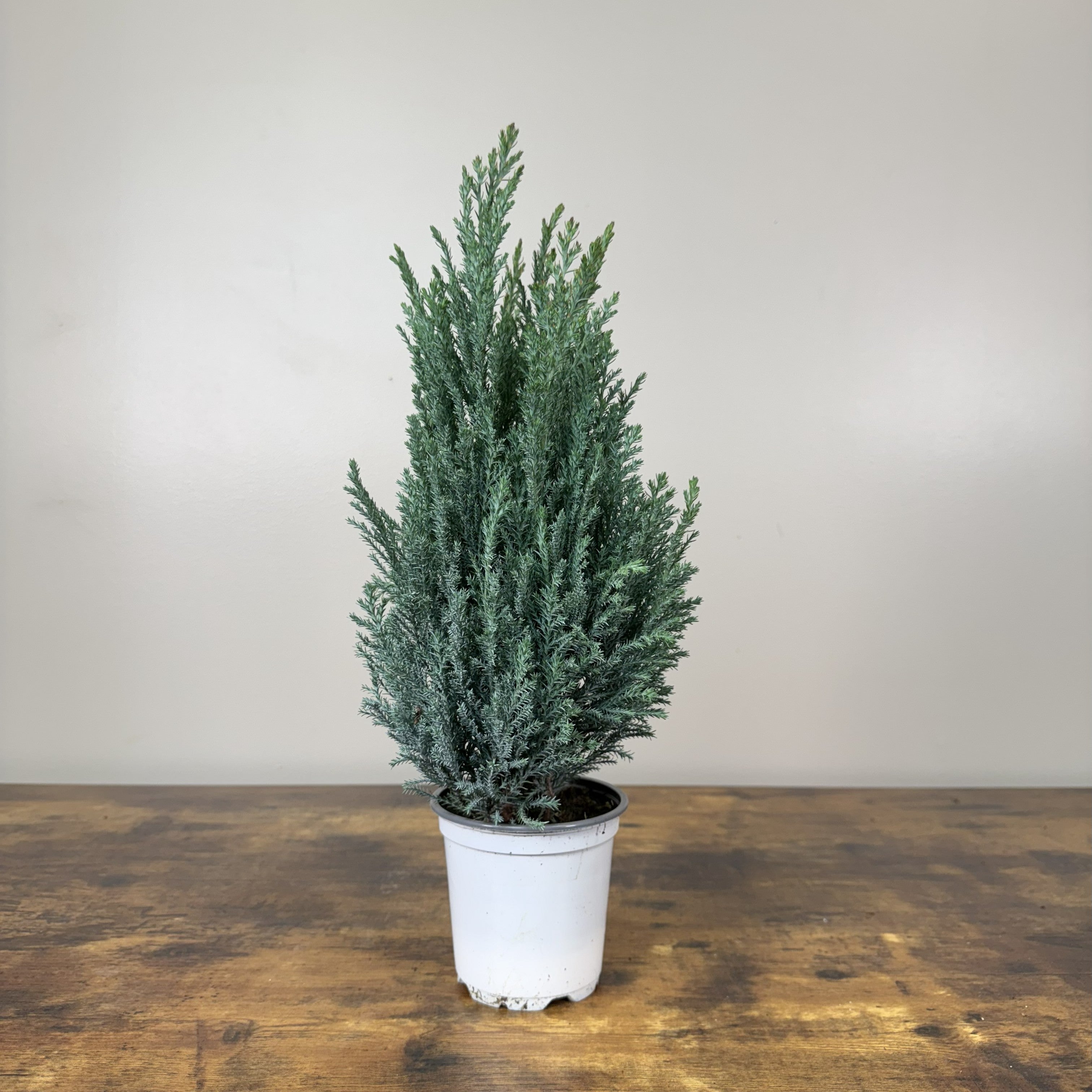 cypress house plant Cypress Moonlit by Tropicals: Silvery-Green Elegance – Wasson Nursery