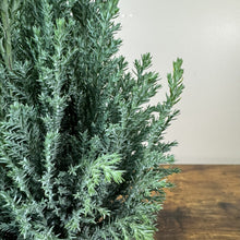 Load image into Gallery viewer, Cypress Moonlit