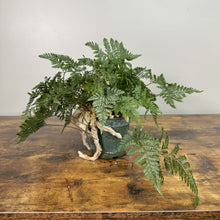 Load image into Gallery viewer, Davallia Rabbit's Foot fern in green pot showing fuzzy rhizomes and delicate fronds