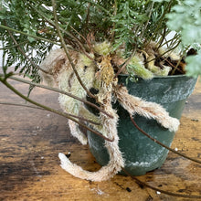 Load image into Gallery viewer, Davallia Rabbit's Foot Fern in green pot showing fuzzy rhizomes cascading over edges