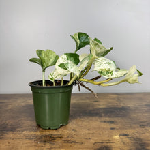 Load image into Gallery viewer, Epipremnum 'Manjula'