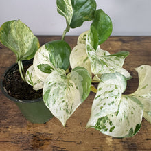 Load image into Gallery viewer, Epipremnum 'Manjula'