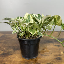 Load image into Gallery viewer, Pearls and Jade Pothos plant with variegated green and white leaves in black pot