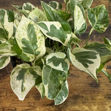 Load image into Gallery viewer, Variegated Epipremnum Pearls and Jade pothos plant with green and white marbled leaves