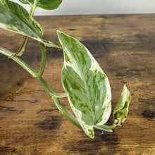 Load image into Gallery viewer, Epipremnum Pearls and Jade pothos cutting with variegated green and white heart-shaped leaves on wooden surface
