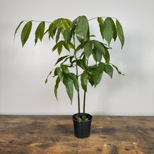 Load image into Gallery viewer, Erythrina lysistemon 'Lucky Bean'